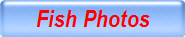 Fish Photos