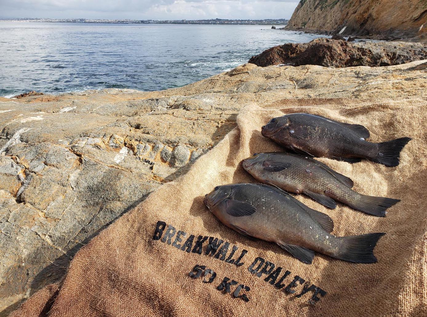 Nine tacos worth the opaleye caught at Flat Rock Point in Palos Verdes