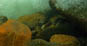 Wild trout under a rock in the San Gabriel Mountains 5/23/2020