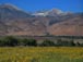 Sunflower bloom near Big Pine with Sierra in the background 8/29/2020 