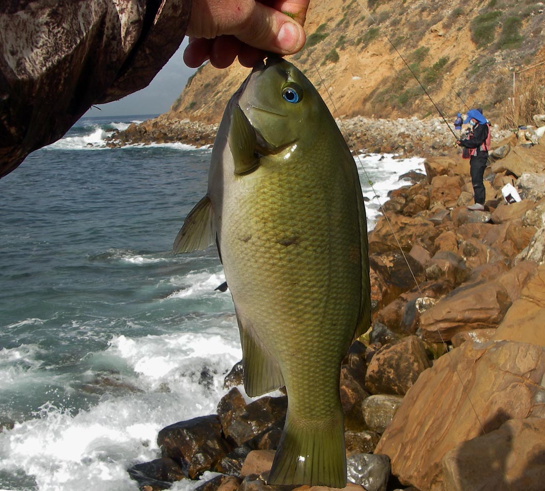 Caught a 1-taco opaleye at Palos Verdes 2/13/2021