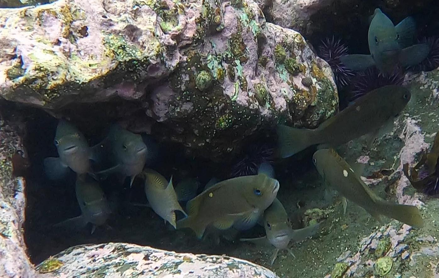 Opaleye in a Palos Verdes Tide Pool 5/15/2021