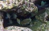 Opaleye in a Palos Verdes Tide Pool 5/15/2021