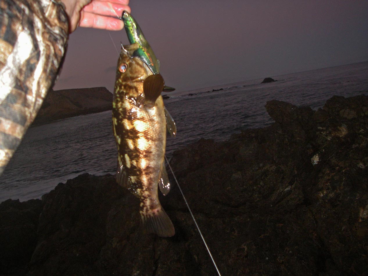 Only caught 1 small calico bass at Palos Verdes 6/23/2021