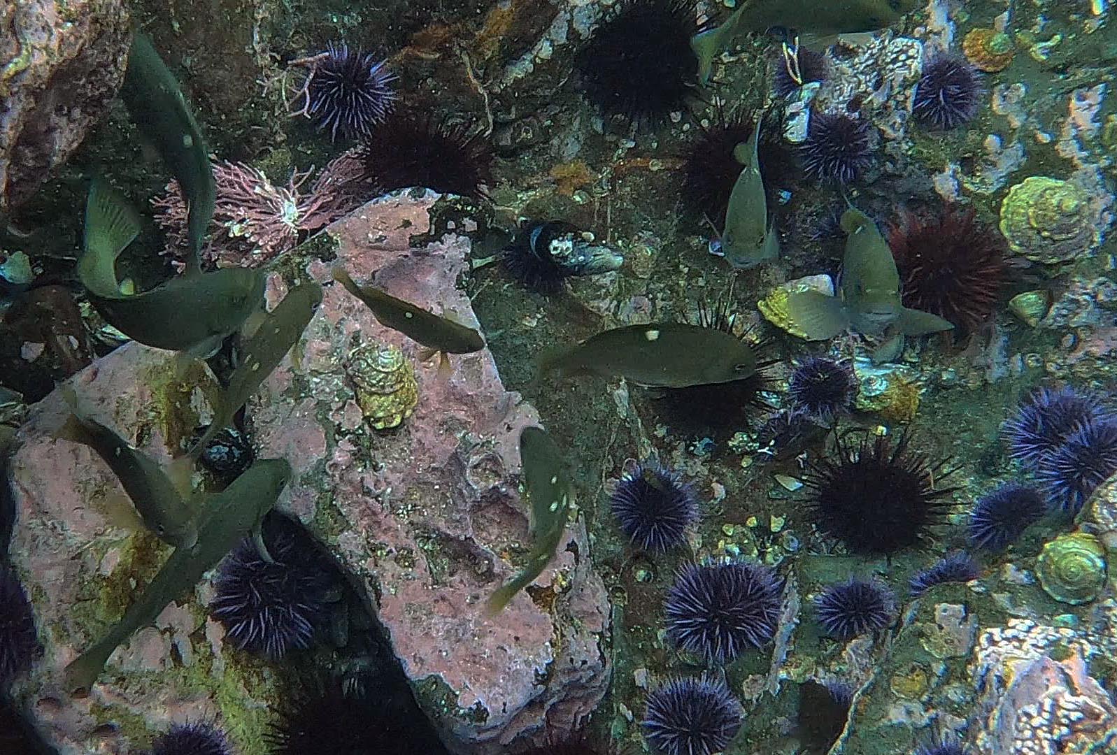 Opaleye frolicking in a Palos Verdes tidepool 6/12/2021