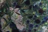 Opaleye frolicking in a Palos Verdes tidepool 6/12/2021