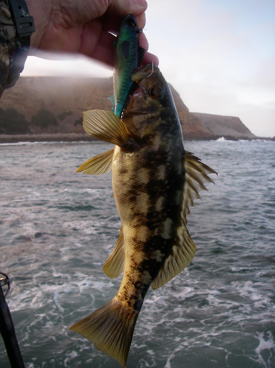 Short calico bass tossed back at Palos Verdes 6/26/2021