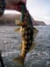 Short calico bass tossed back at Palos Verdes 6/26/2021