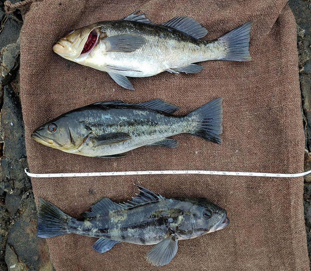 Mike Dufish caught 5 bass at Palos Verdes including these 3 keepers 5/28/2022
