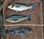 Mike Dufish caught 5 bass at Palos Verdes including these 3 keepers 5/28/2022