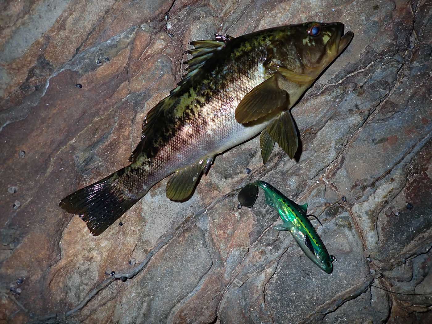 Only fish of the day at PV, a 13-inch calico bass; released 11/19/2022