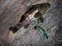 Only fish of the day at PV, a 13-inch calico bass; released 11/19/2022