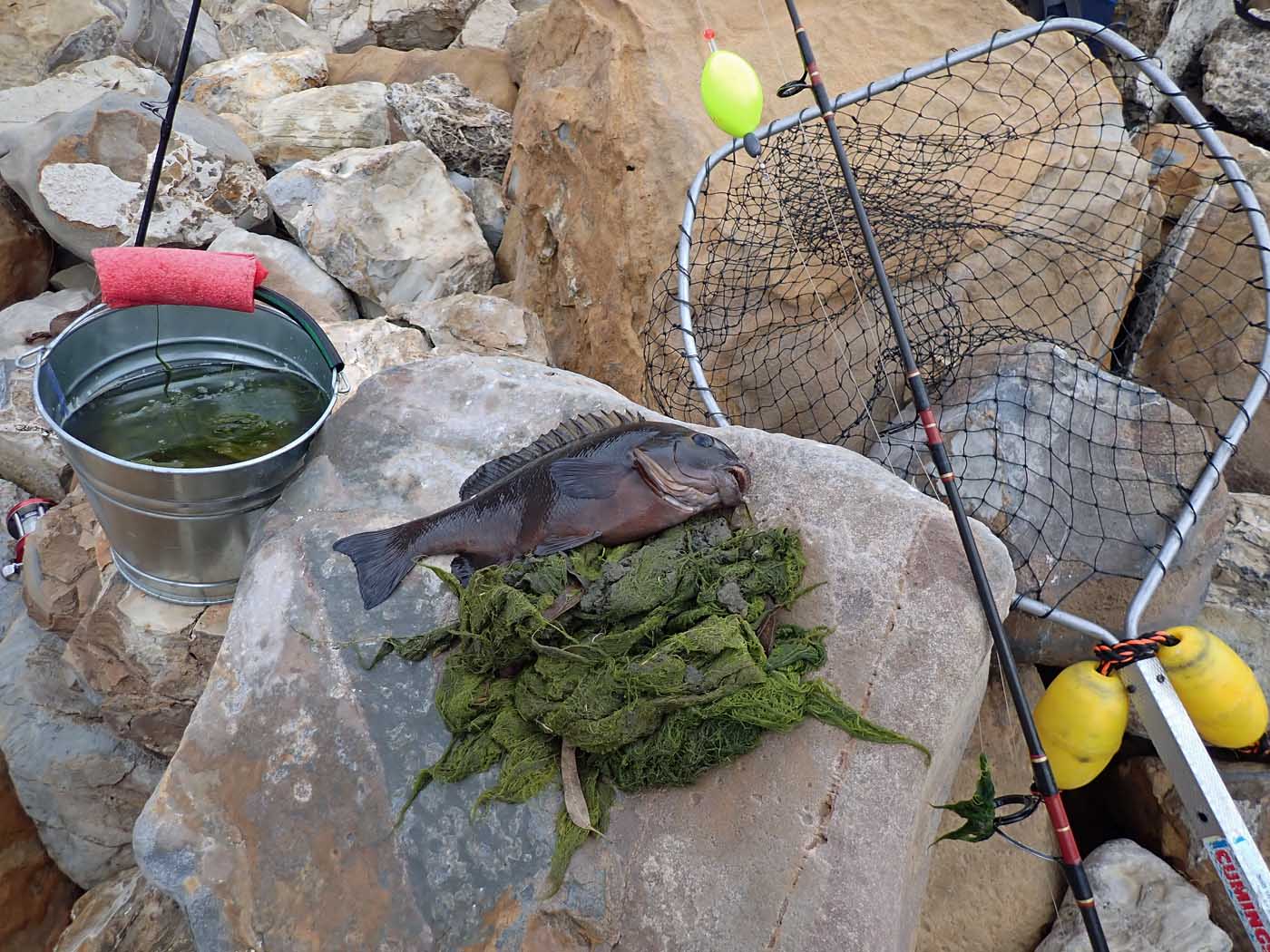 Perfect conditions and bait at Palos Verdes but only caught 1 opaleye
