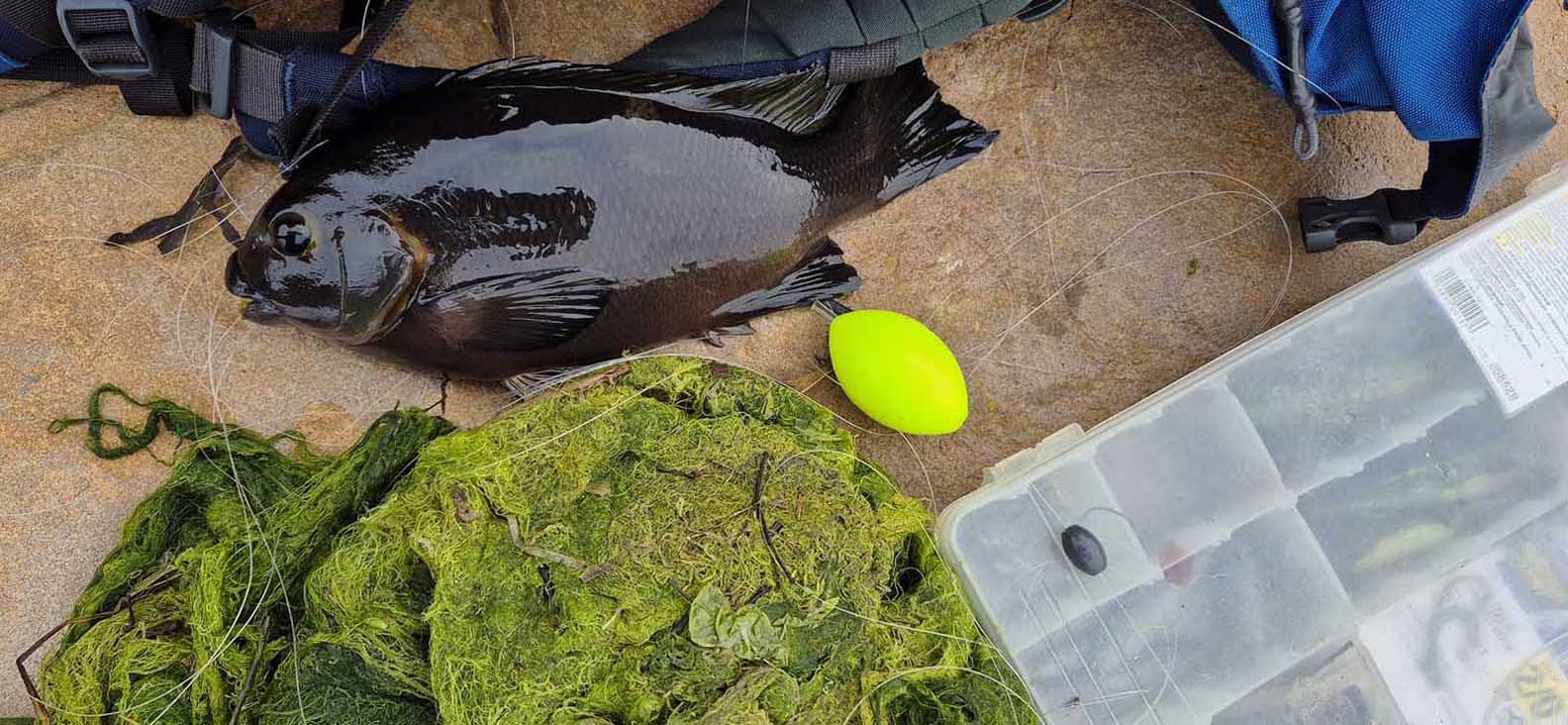 The only two-taco opaleye of the day for Dufish at Palos Verds 12/20/2026