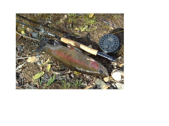 dugtrout.jpg