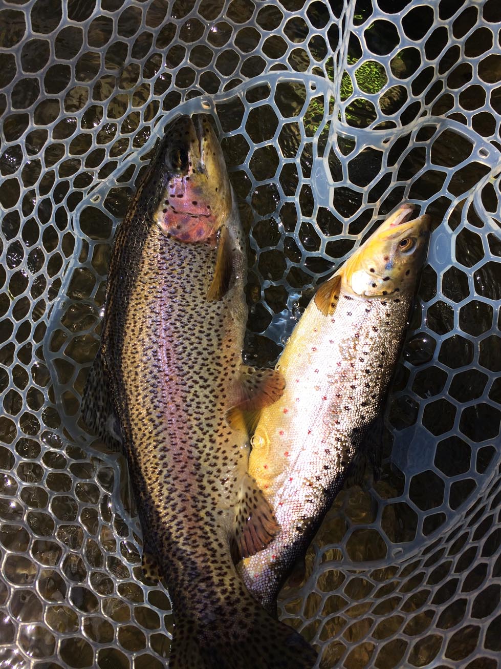Brad and Doug caught rainbows and browns from a river somewhere in North America 7/2014.