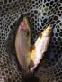 Brad and Doug caught rainbows and browns from a river somewhere in North America 7/2014.