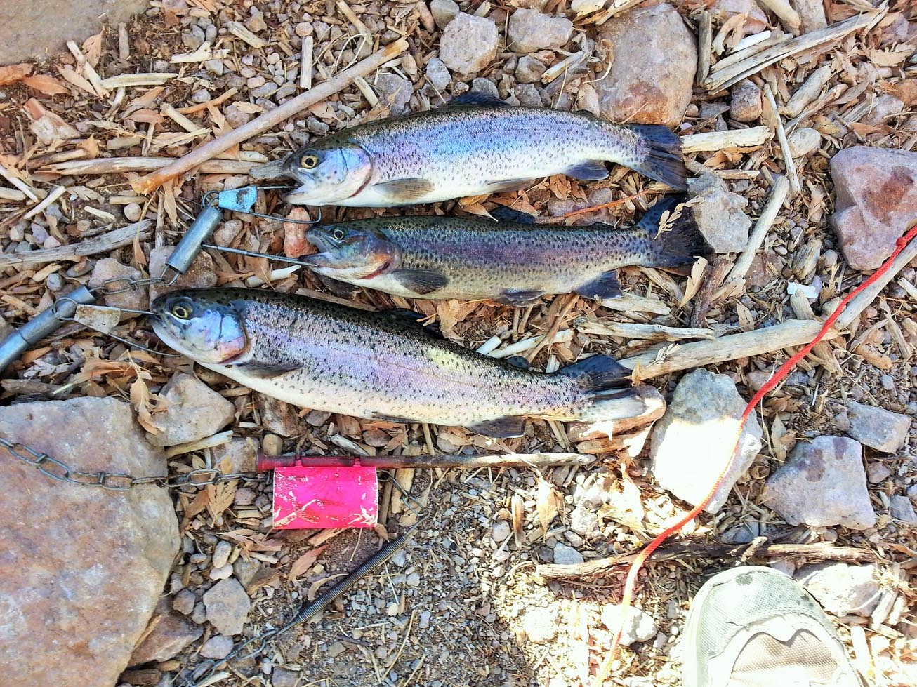 Chuck P. loaded up a basket of rainbows caught from Pleasant Vally Reservoir 12/14/2013 