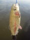 James S. caught this on on a marshmallow from Prado Lake 1/1/2012