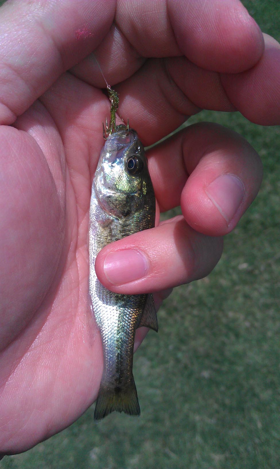 James S. nails a teeny largemouth bass at Prado Basin 7/2011