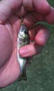 James S. nails a teeny largemouth bass at Prado Basin 7/2011