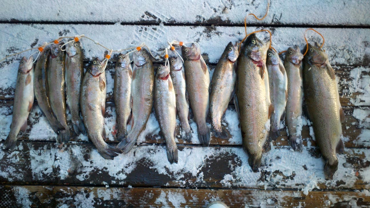 From Jim L.: Here is our second days trout caught on Saturday on the Owens River.  It was snowing early Sunday morning in Mammoth.   A simply Wonderful time 10/13/2013 .