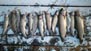 From Jim L.: Here is our second days&nbsp;trout caught&nbsp;on Saturday on the Owens River.&nbsp; It was snowing&nbsp;early Sunday&nbsp;morning in Mammoth.&nbsp;&nbsp; A simply Wonderful time 10/13/2013 .