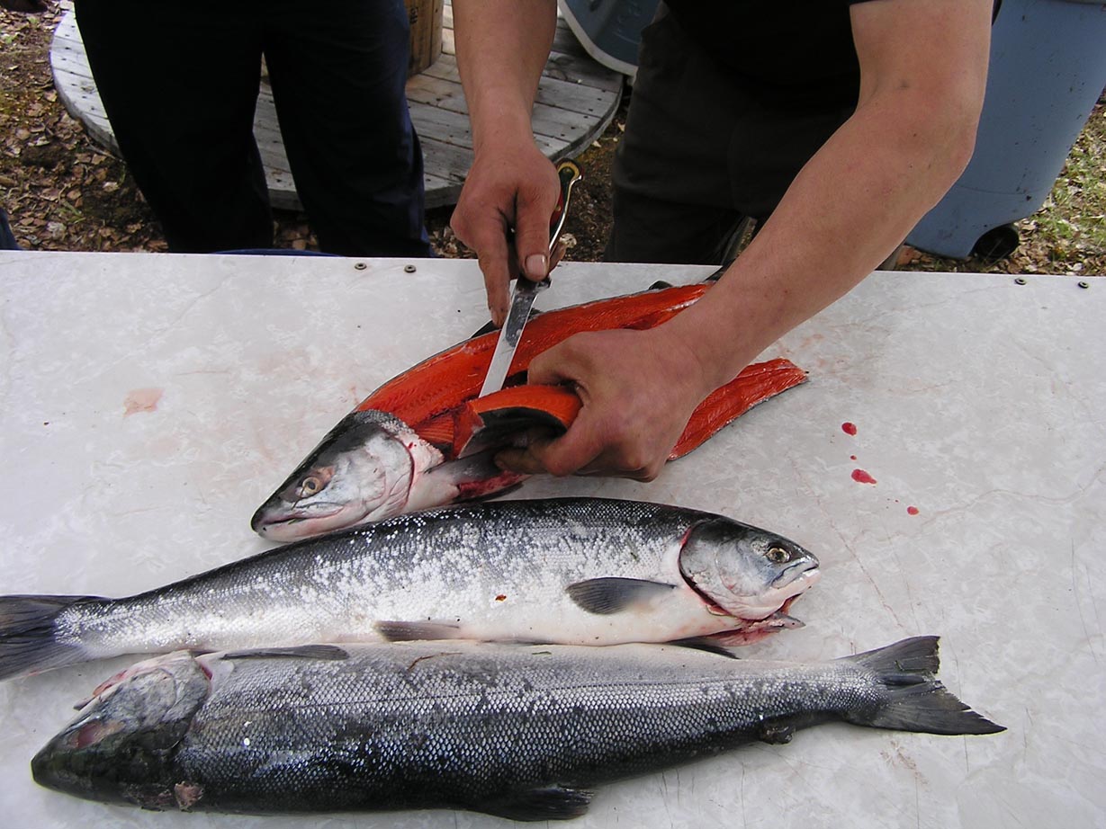Breakwall Robert's tasty fresh salmon caught on his Alaska trip 2011 