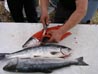 Breakwall Robert's tasty fresh salmon caught on his Alaska trip 2011 