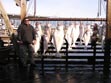 Breakwall Robert caught the biggest halibut on the boat on his Alaska trip 2011 