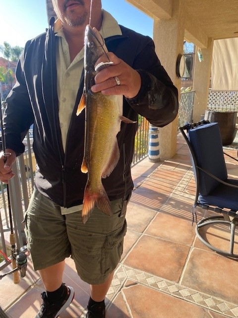 Robert L. naied this catfish from a dock at Canyon Lake summer 2022.