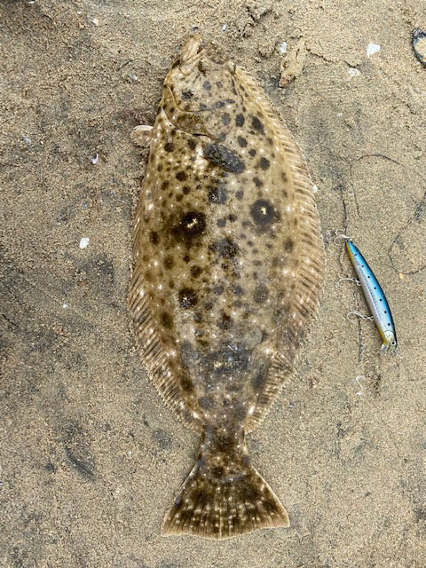 Robert L. reeled in the halibut from Bolsa Chica Beach near the lagoon entrance summer 2020. 