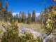 sierra008_small.jpg