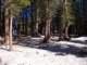 sierra021_small.jpg