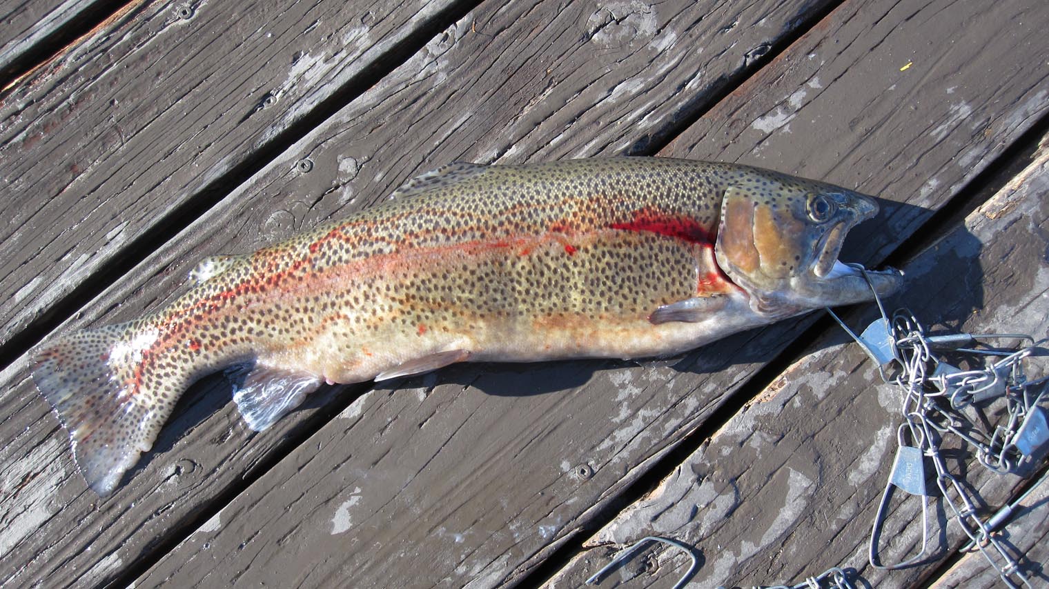 fish0000.html