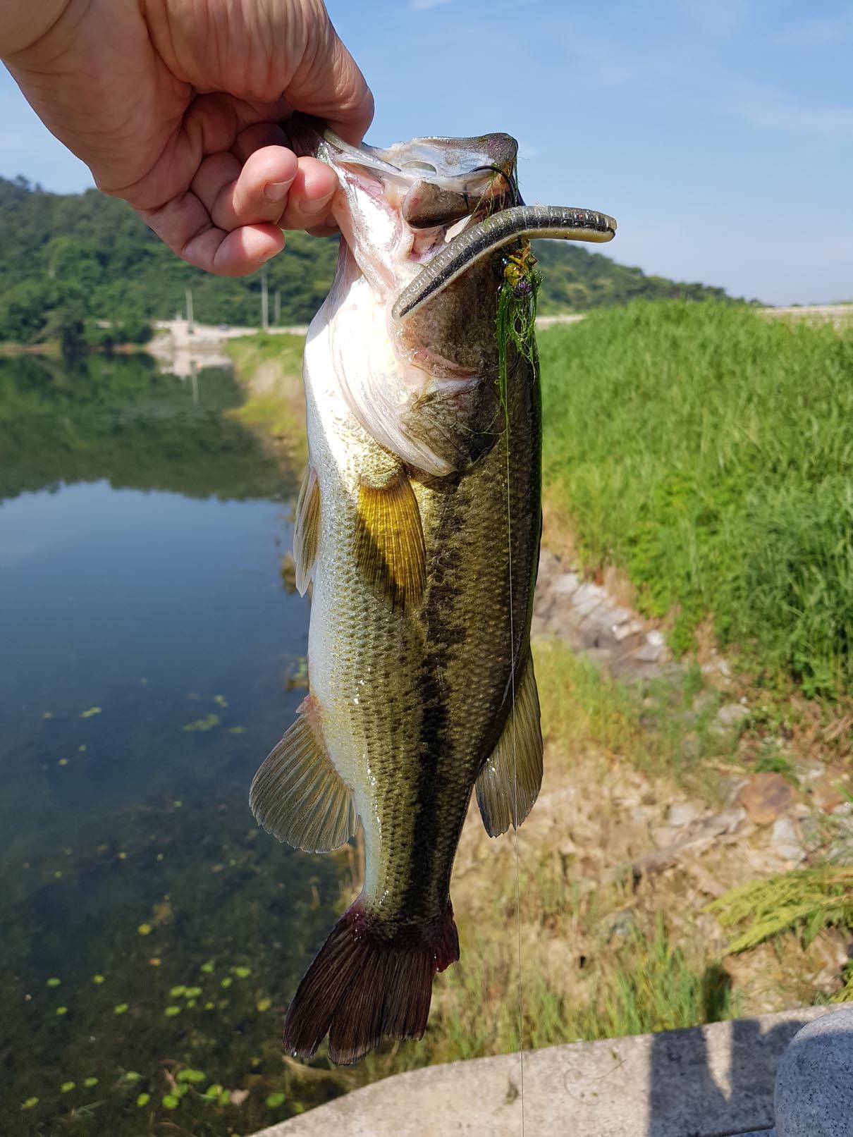 Wook lands a one pounder bass from a pond in Korea 6/3/2018