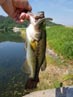 Wook lands a one pounder bass from a pond in Korea 6/3/2018