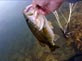 Wook lands a nice largemout at Diamond Valley Lake 4/4/2012