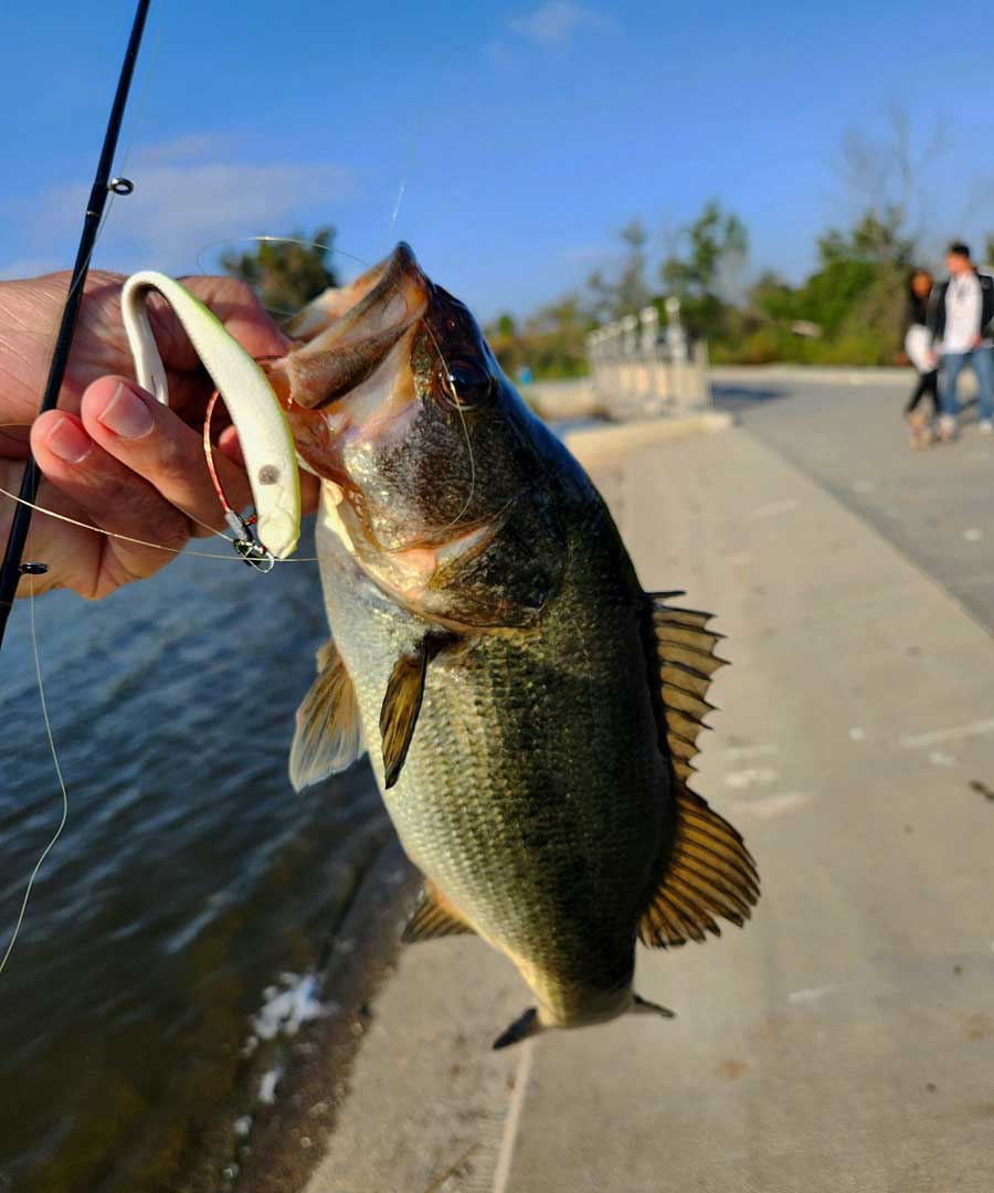 Breakwall Wook nails descent largemout bass from the dam at Machado Lake 5/15/2023
