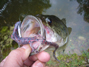 Wook's spring bass at his favorite Sierra foothill lake 4/2010