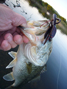 Wook's spring bass at his favorite Sierra foothill lake 4/2010