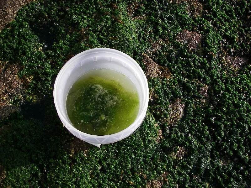 Bucket of algae to be used to catch opaleye