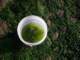 Bucket of algae to be used to catch opaleye