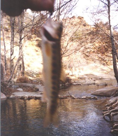 Dufish caught puny wild trout at Big Rock Creek, 2/2002