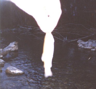 Another Big Rock Creek wild trout caught by using worms 2/2002