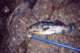 Dufish's 6-7 calico bass caught off PV 9/29/2004
