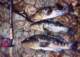 Dufish catches 5-0, 2-1 and 1-15 calico bass from his favorite Palos Verdes rock 11/18/2005 