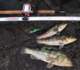 3 calico bass Dufish caught at Opaleye Point 2/20/2007
