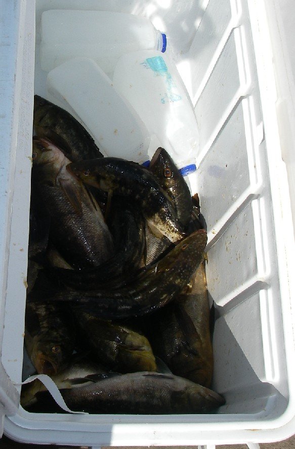 Cooler full of calico bass caught off the Federal Breakwall 8/14/07