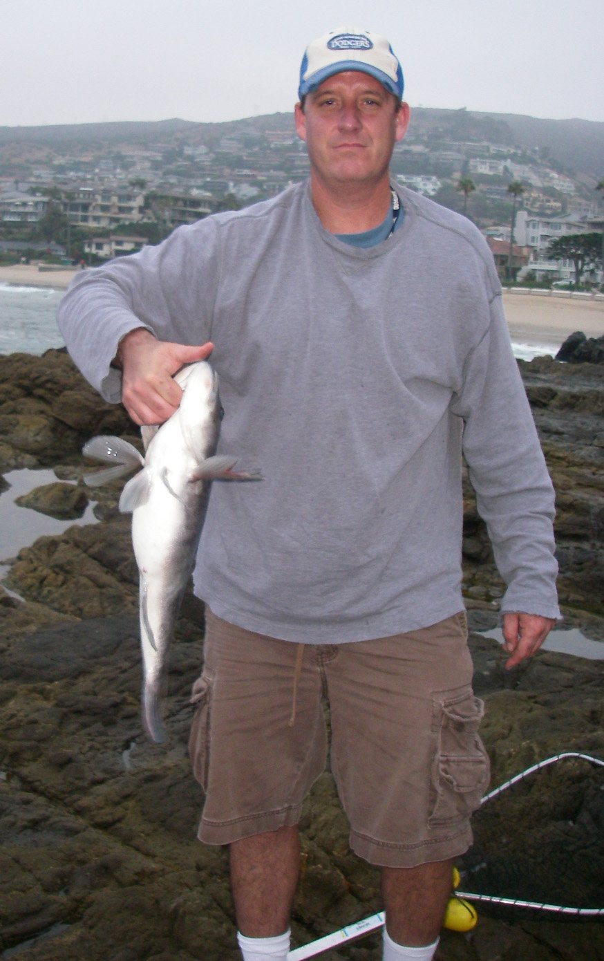 Breakwall Dan II caught this nice 5-5 barred sand bass at Emerald Bay, Laguna Beach with a Fish Trap 8/2/2008